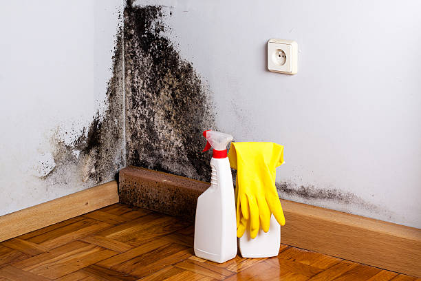 Best Attic Mold Removal  in Charlestown, IN